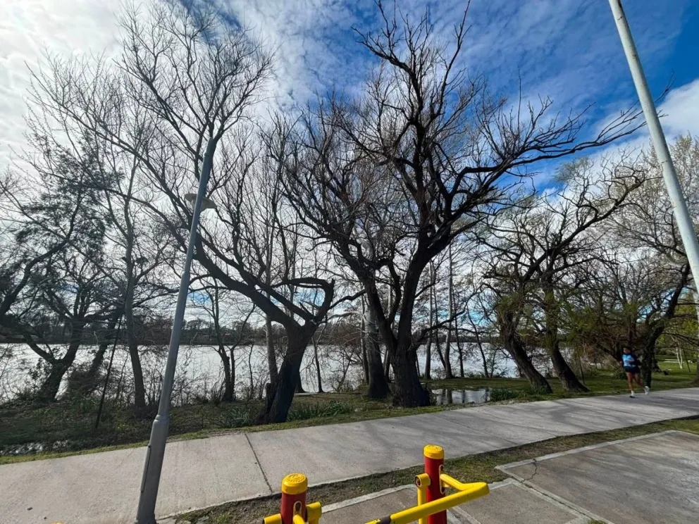 El municipio avanza en un plan integral para garantizar que los vecinos puedan disfrutar del paisaje costero sin interferencias, desmintiendo cualquier tipo de tala o tala indiscriminada. Foto: Gentileza.