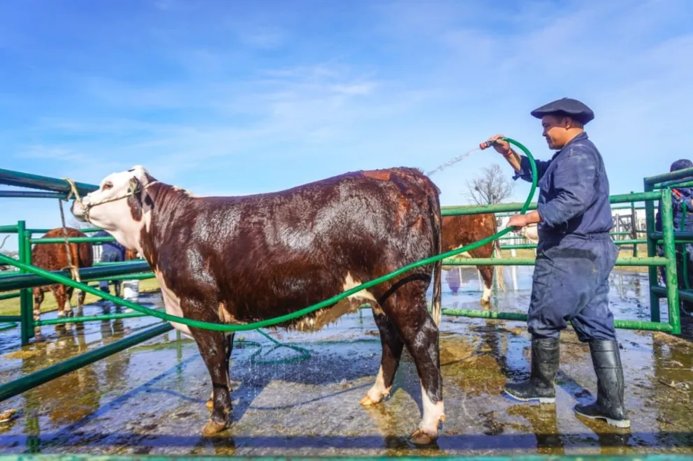 Ya se empezó a ver todo el color de la Expo Rural de La Comarca en Viedma. Fotos Vanesa Schwemmler para NoticiasNet. 