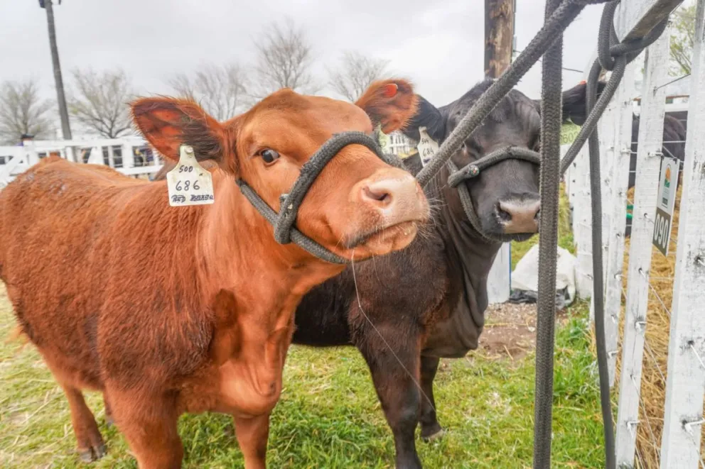 El secretario de Ganadería de la provincia valoró la actualización de las leyes de carnes, fauna y marcas junto a los productores. Foto: Archivo de NoticiasNet.