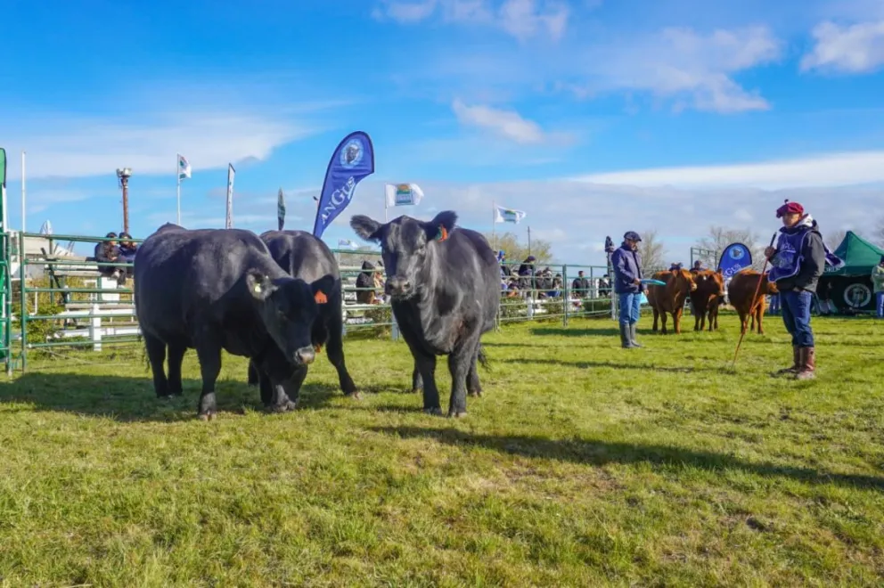 El campo vuelve a tomar protagonismo en Viedma con un fin de semana que combina anuncios para el sector agropecuario, remates de hacienda y atracciones para la familia. Fotos: Vanesa Schwemmler.