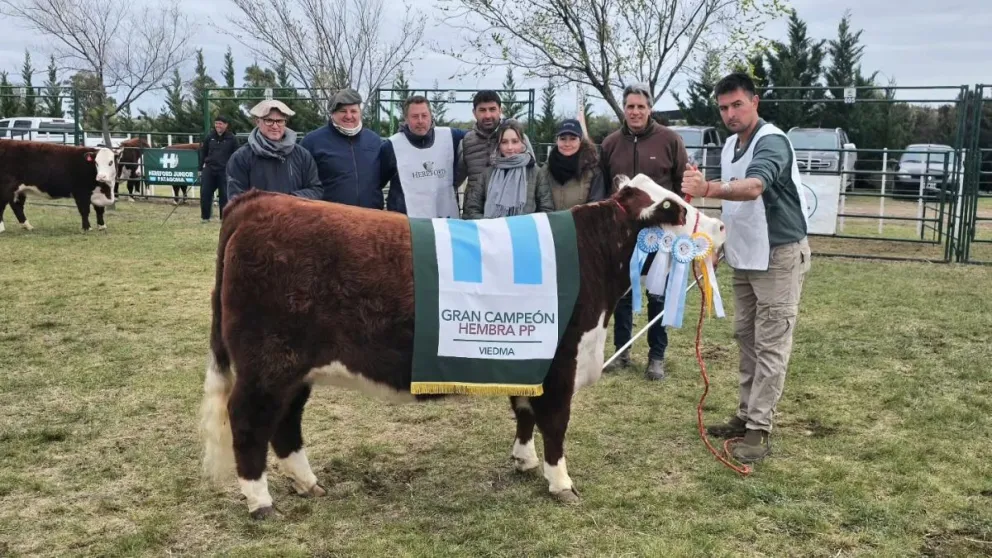 Gran Campeón Hembra de Puro Pedigree de Hereford, de la cabaña La Txapela, de Gabriel Jaca. Fotos: Abriendo Tranqueras. 