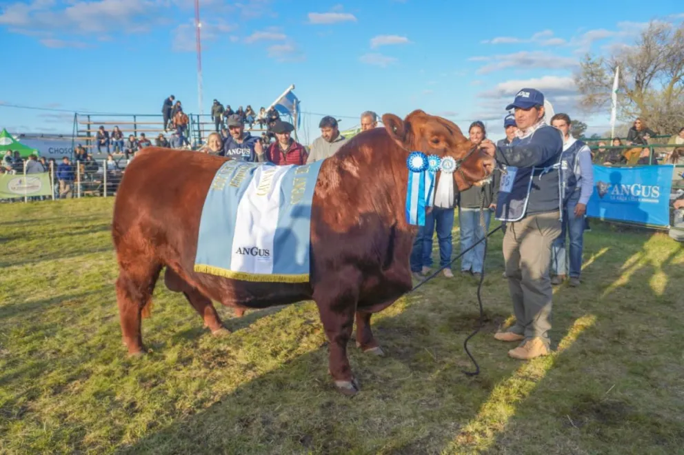 El premio mayor, Gran Campeón Macho, fue para la cabaña Don Fioto, de Luciano Correndo. Foto: Vanesa Schwemmler