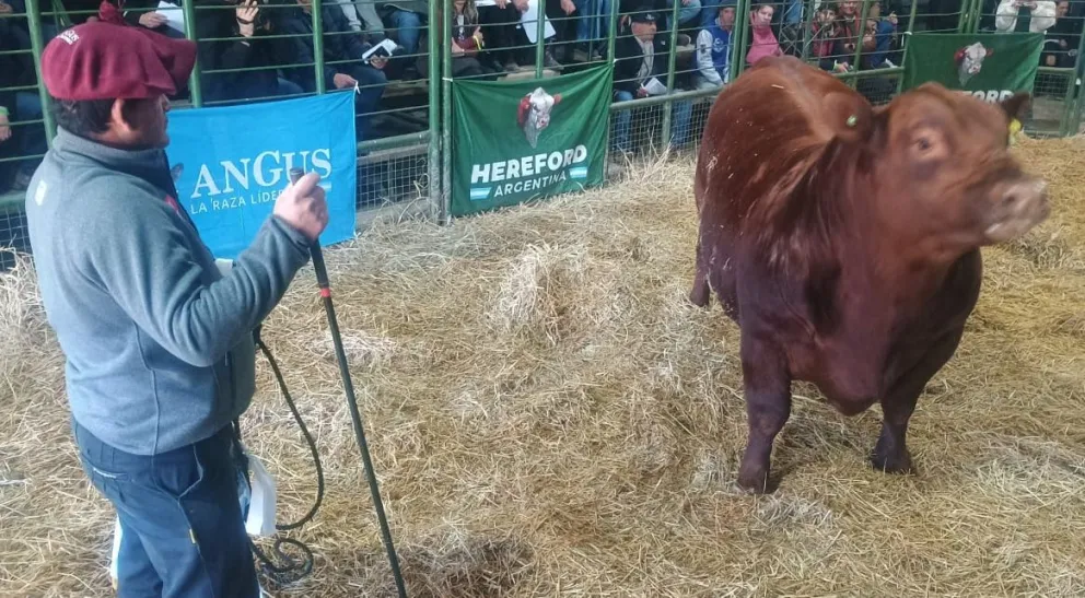 Daniel Biocca fue el encargado de la subasta que generó mucha expectativa cuando llegaron los Angus a la pista. Foto Vanesa Schwemmler para NoticiasNet.