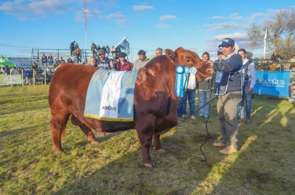 Este es el Gran Campeón Angus PP de Luciano Correndo, de la cabaña Don Fioto. Foto: Vanesa Schwemmler para NoticiasNet.