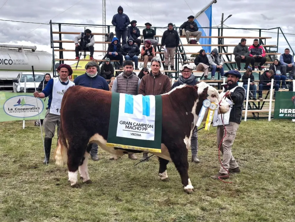 Gran Campeón Macho Puro de Pedigree Hereford. Foto: Abriendo Tranqueras. 
