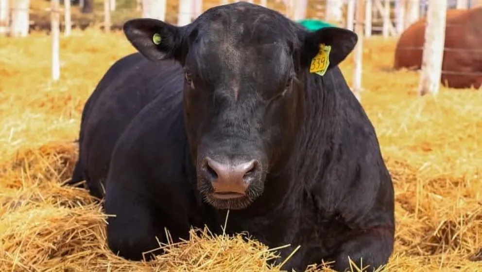 La cabaña La Laguna abre las puertas de su propio predio sobre la Ruta 251 con una oferta masiva de toros y vaquillonas. Foto: Archivo de NoticiasNet.