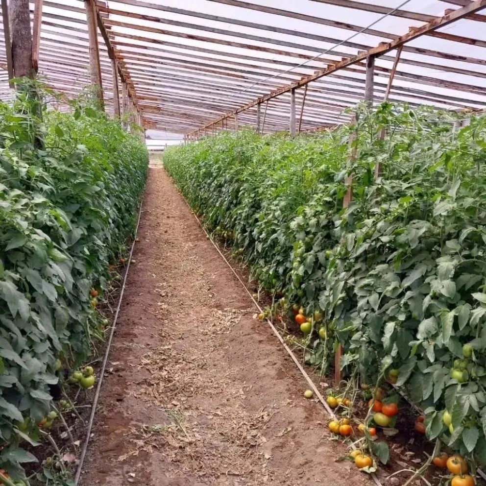 Su utilización abarca desde producciones familiares hasta emprendimientos productivos de mayor escala. Archivo.