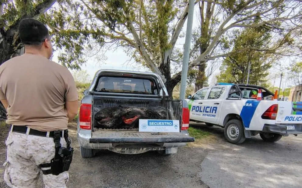 La Amarok secuestrada con el chancho arriba. Foto gentileza.