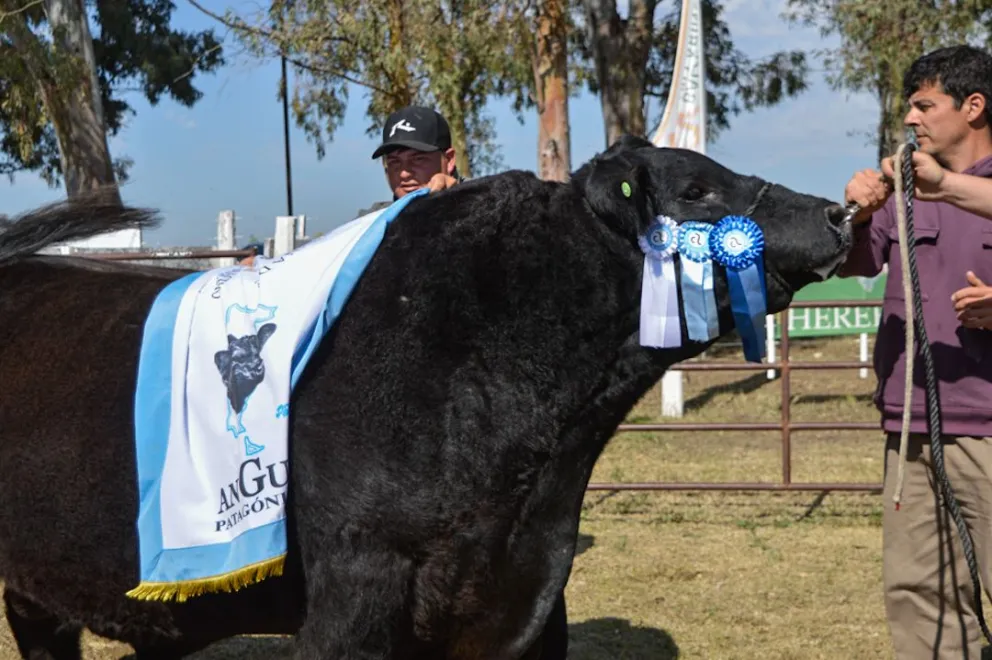Exposición Rural de Conesa con un sol de primavera a pleno y con los mejores exponentes de la zona. Fotos Emanuel Mirenghi para NoticiasNet. 