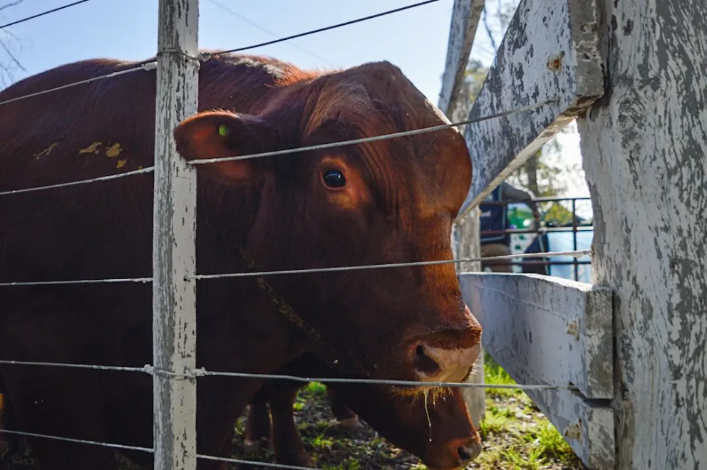 Con una primavera récord de pastos y condiciones financieras excepcionales, se venderán 42 toros Angus y Limangus y más de 100 vaquillonas. Foto: Archivo de NoticiasNet.