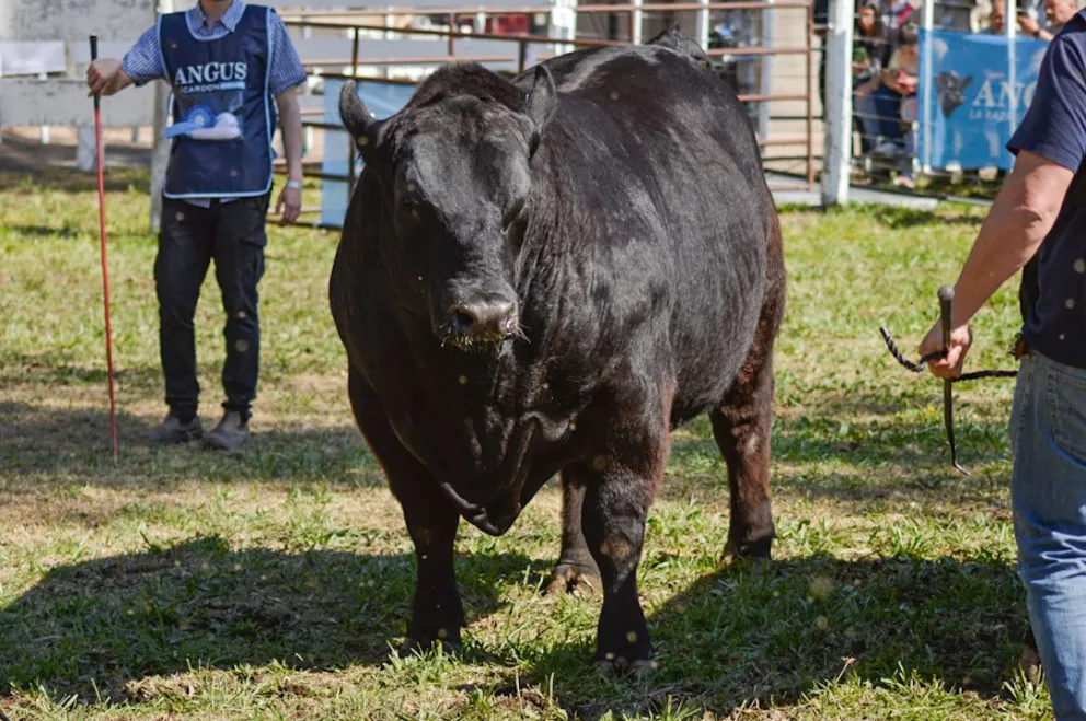 Las mejores imágenes de la Exposición Rural de Conesa. Fotos Emanuel Mirenghi para NoticiasNet. 