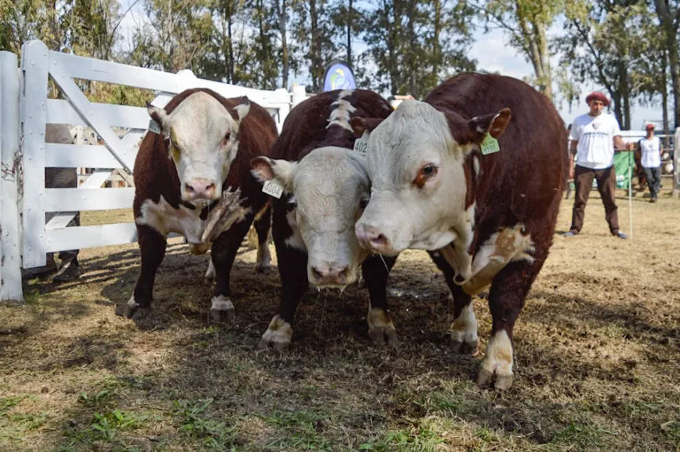 La localidad del Valle Medio recibirá la 46.ª Exposición Ganadera con la llegada de más de 140 animales de elite. Fotos: Emanuel Mirenghi, para NoticiasNet.