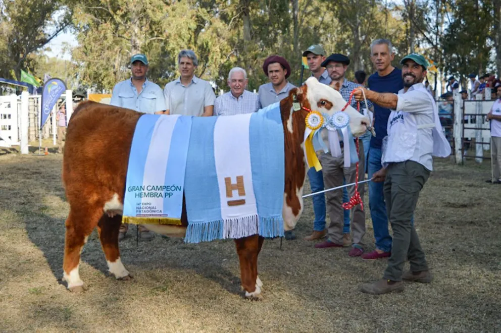 La cabaña de Donnari tuvo un desempeño sobresaliente entre las mejores genéticas de la Patagonia y cosechó premios clave. Fotos: Emanuel Mirenghi, para NoticiasNet.