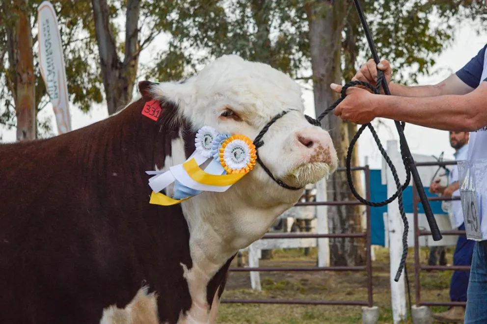 Ballerini celebró el nivel de los animales presentados en pista y alertó que el vaciamiento de cuadros técnicos en Senasa puede afectar el desarrollo del sector. Foto: Emanuel Mirenghi.