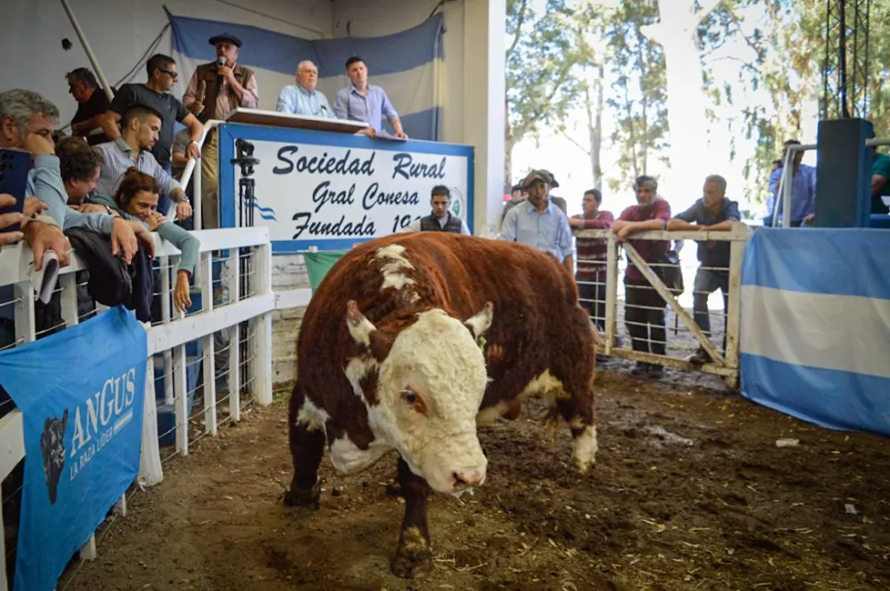 El remate de hacienda de Hereford y Angus. Foto: Emanuel Mirenghi