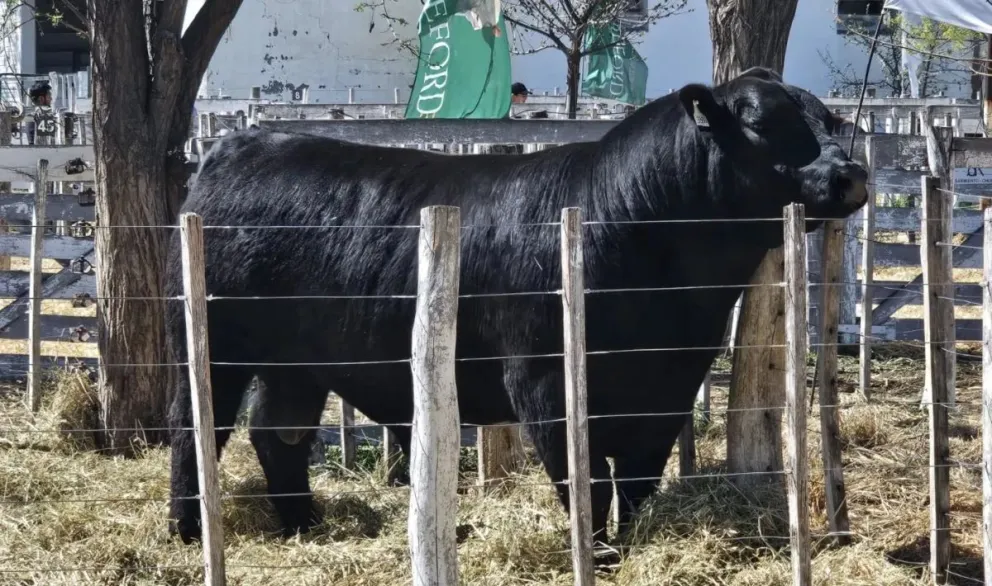 Éxito total: se vendieron todos los reproductores que salieron a la venta. Un Angus se llevó todas las miradas. Foto gentileza.