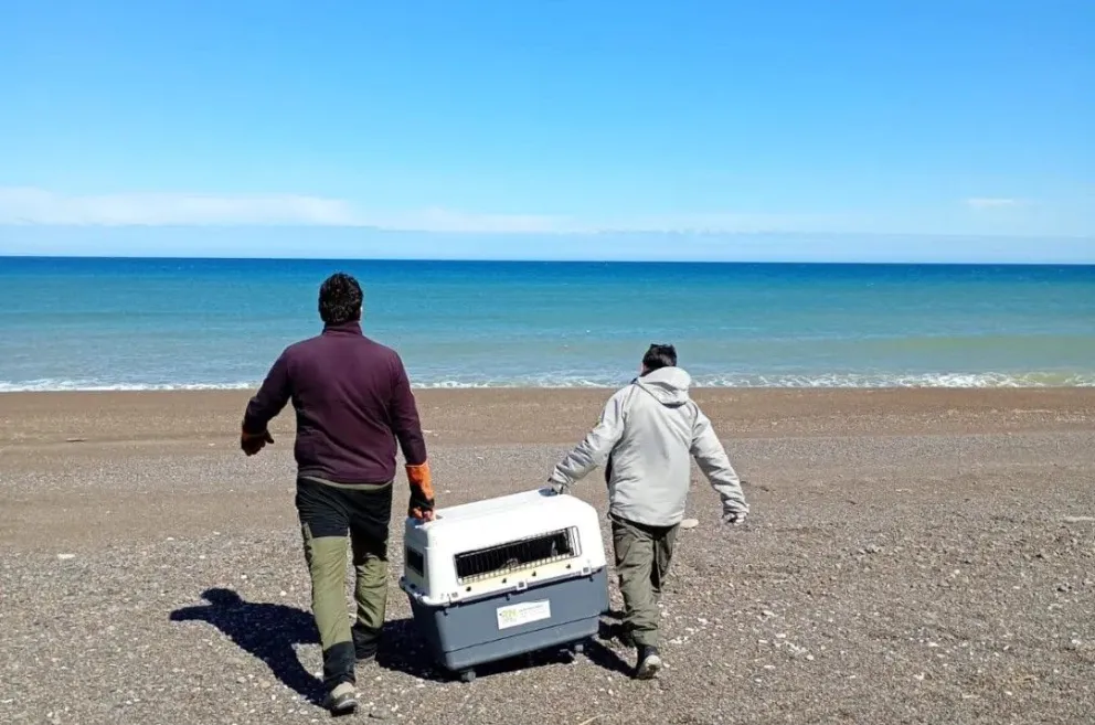 El lobo marino fue liberado en la zona de Bahía Rosas -fotos gentileza. 