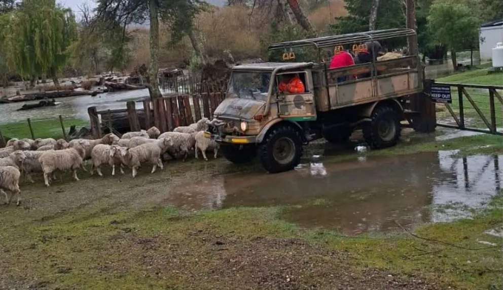 El Estado distribuye forraje, víveres y módulos alimenticios para resguardar a los pobladores y evitar pérdidas en el sector ganadero. Fotos: Gentileza.