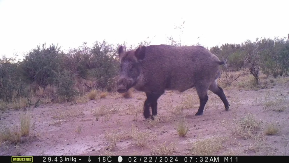 Científicos de la Universidad Nacional de Río Negro llevan adelante un proyecto para entender la abundancia de jabalíes en ambientes agropecuarios. Foto: Gentileza para NoticiasNet.