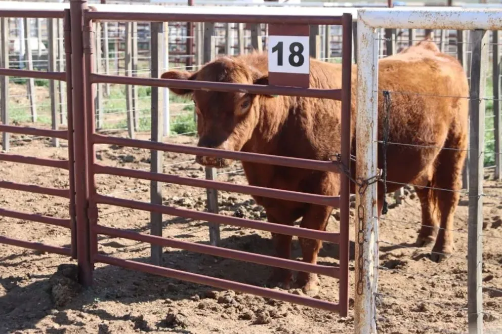 Los bovinos serán protagonistas este sábado, con la jura de las razas Hereford y Angus. Foto: Tania Domenicucci/ ANR.
