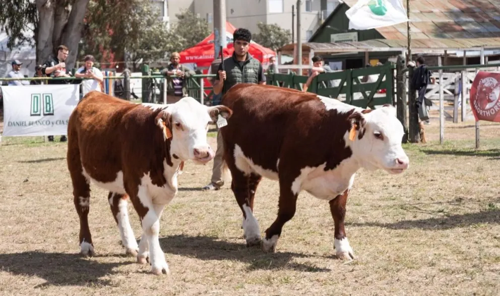 El integrante del Ateneo Hereford patagónico repasó el impacto de los cruzamientos para ganar kilos al destete y anticipa los detalles de la gira técnica que realizará por Norteamérica. Foto:  Gentileza.