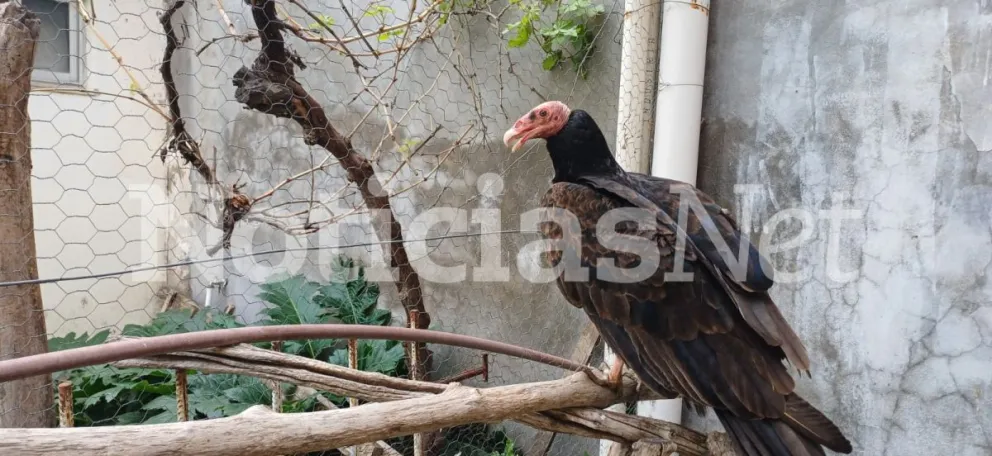 El jote cayó en un patio y desde Fauna lo trasladaron a una veterinaria, donde lo están tratando. Foto: gentileza 
