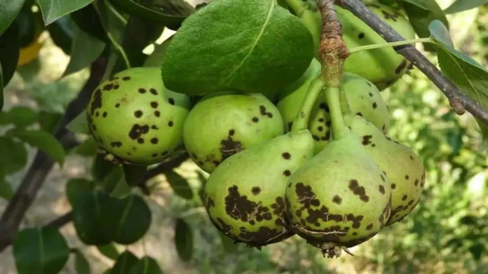 Cuando ataca directamente a la fruta, causa manchas deprimidas, escamosas y de tono oscuro. Foto archivo.
