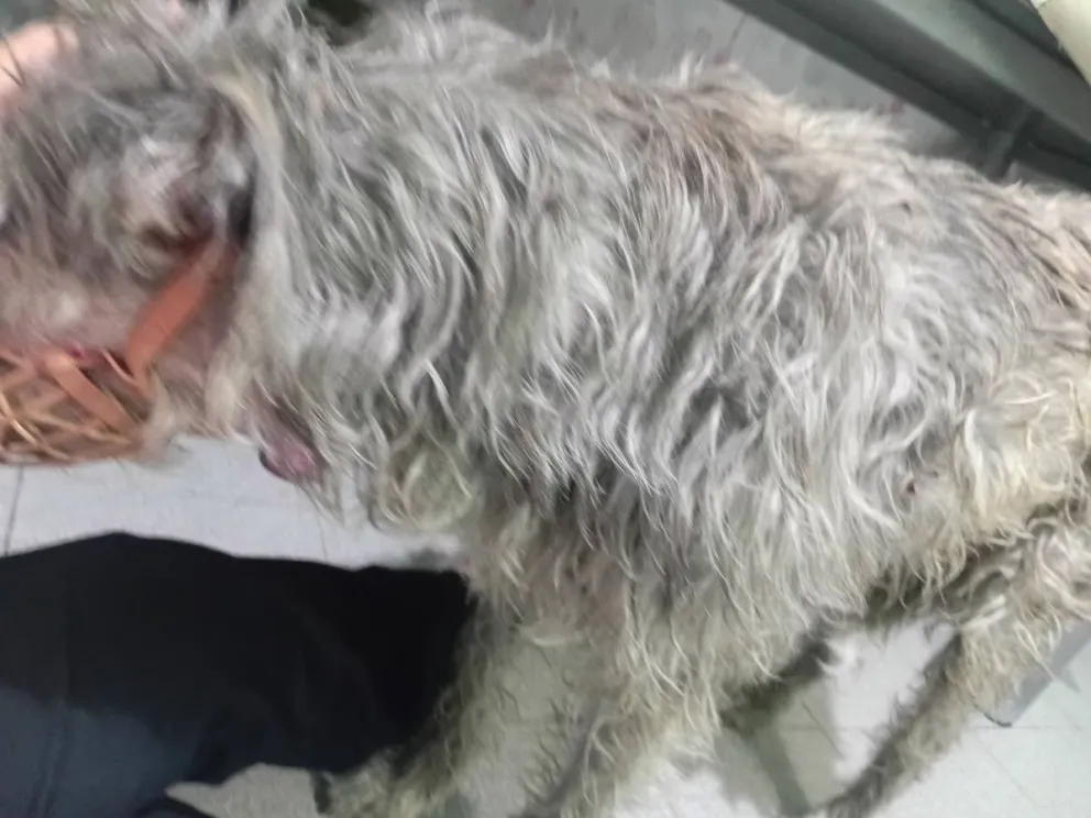 La mascota debió recibir atención veterinaria inmediata. Fotos gentileza. 