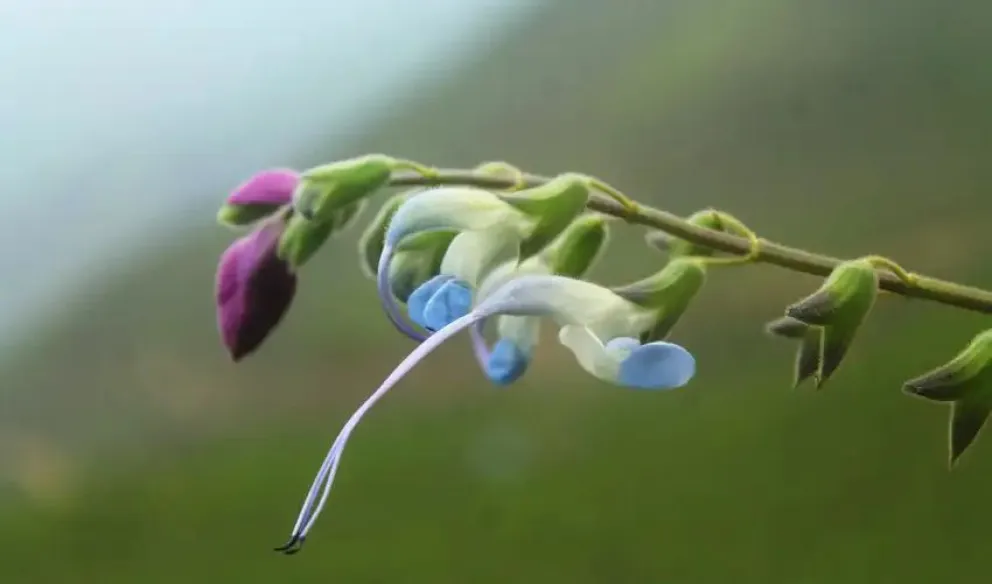 Salvia messii fue nombrada como un tributo  a Lionel Messi. Foto: Paúl Gonzáles