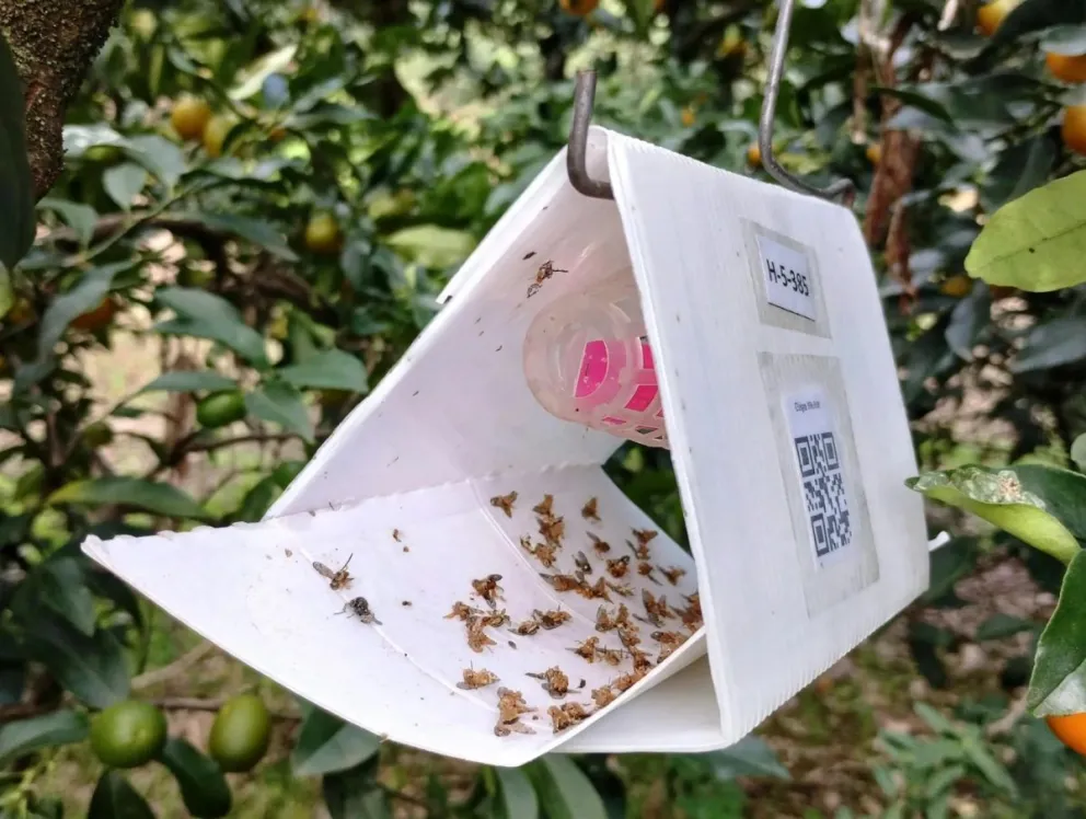Comenzó una nueva temporada del programa de control de la mosca de los frutos que fue creado en 1994.
