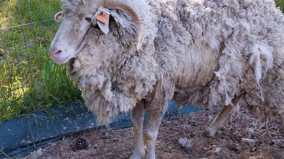 La sarna ovina, una enfermedad altamente contagiosa y que no puede ser tratada en escenario de lluvias. Fotos Web. 