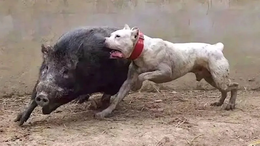 Argumentan riesgos sanitarios, maltrato animal y peligros en rutas provinciales. Foto gentileza. 