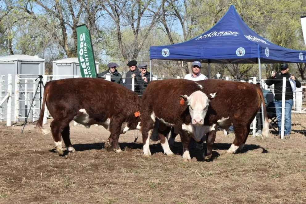Grandes expectativas del sector ganadero por este encuentro formativo. Foto Sociedad Rural Río Colorado. 
